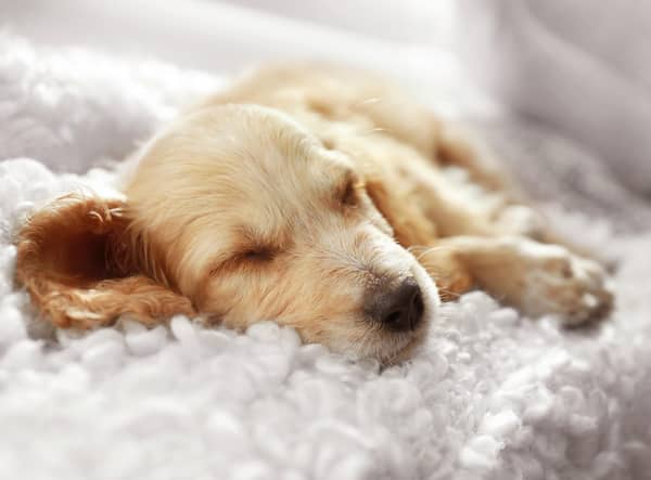 Experts have revealed the benefits of pets sleeping on the bed