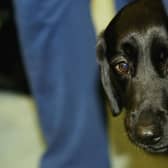 Guide Dogs UK are looking for more volunteers. (Photo by Graeme Robertson/Getty Images)