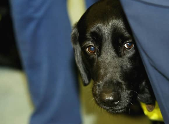 Guide Dogs UK are looking for more volunteers. (Photo by Graeme Robertson/Getty Images)