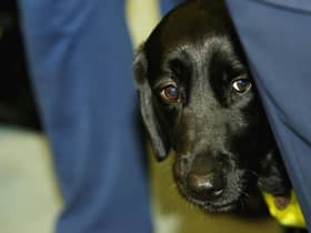Guide Dogs UK are looking for more volunteers. (Photo by Graeme Robertson/Getty Images)