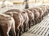 These pigs like to dance to music! (photo: iStock)