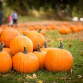 There's plenty of places around Newcastle to pick the perfect pumpkin.