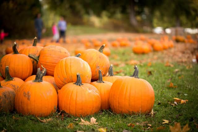 There's plenty of places around Newcastle to pick the perfect pumpkin.
