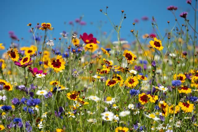 The Wildlife Trusts and RHS are inviting people to cut their grass less regularly (photo: Adobe)