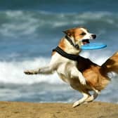 There are restrictions on which beaches dogs will be allowed onto this summer. (Photo by GAIZKA IROZ/AFP via Getty Images).