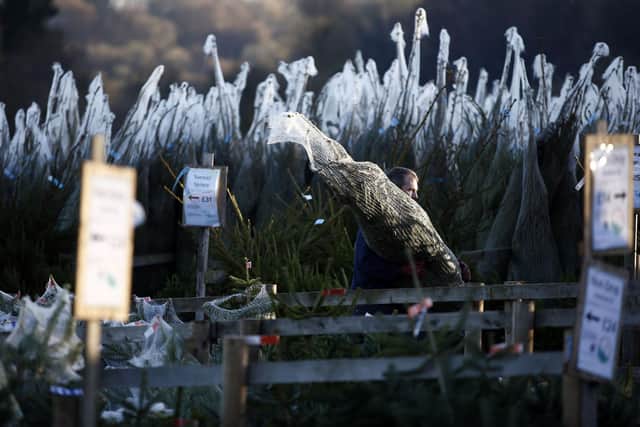 What you can do with a Christmas tree after December 25 in the North East