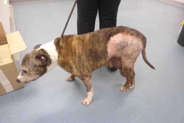 A Newcastle man has been given 12-week suspended sentence after leaving dog to suffer with tumours and fleas.