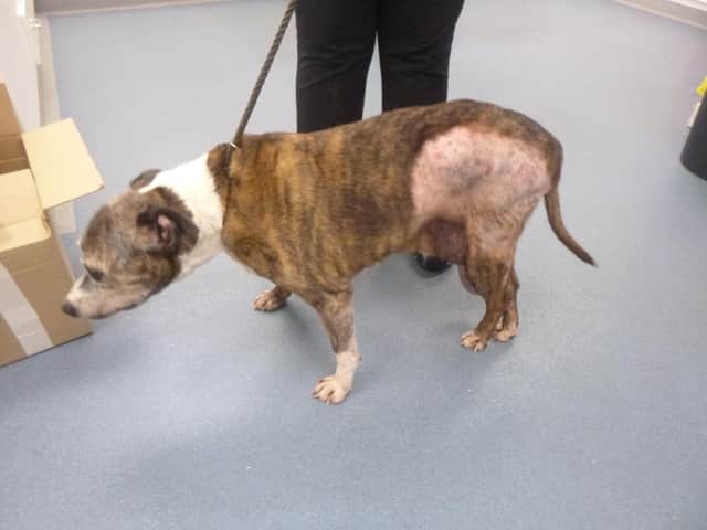 A Newcastle man has been given 12-week suspended sentence after leaving dog to suffer with tumours and fleas.