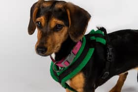 Coco the Dachshund has to overcome her first date nerves, when she meets 25-year-old Liv.