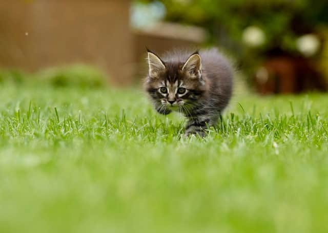 Watch for changes in the colour and texture of grass, to detect what may be causing a problem.