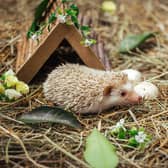 Hedgehogs are at their most vulnerable in the autumn and winter (photo: Adobe)