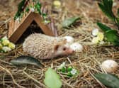 Hedgehogs are at their most vulnerable in the autumn and winter (photo: Adobe)