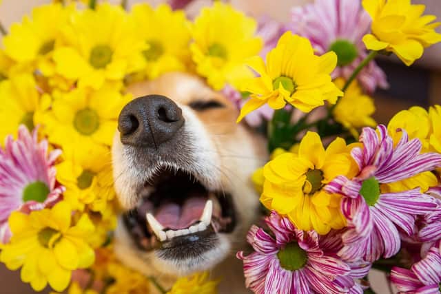 Protect your plants while also removing any which could harm your pet (photo: Adobe)