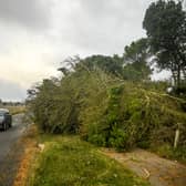 The Met Office have warned that trees and power lines could be brought down by gale-force winds. (Photo by Peter Summers/Getty Images)