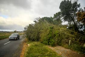 The Met Office have warned that trees and power lines could be brought down by gale-force winds. (Photo by Peter Summers/Getty Images)