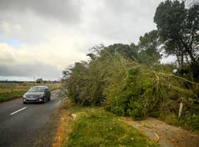 The Met Office have warned that trees and power lines could be brought down by gale-force winds. (Photo by Peter Summers/Getty Images)