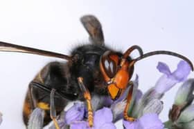 Asian hornets are identifiable through their orange head and almost entirely dark abdomen, which displays fine yellow stripes and a yellow or orange segment near its base. Photo: PA