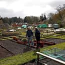 Where can I get an allotment in Newcastle? (Photo by ADRIAN DENNIS/AFP via Getty Images)