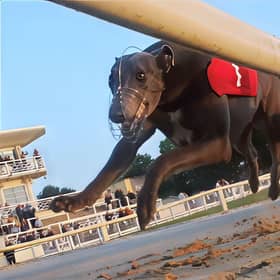 Droopys Bookem.