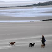 Dog beach bans: When are dogs banned from Northumberland beaches in 2023? (Photo by Paul ELLIS / AFP)