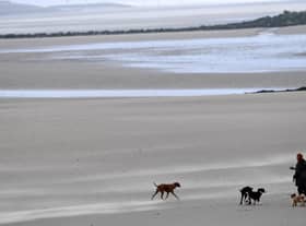 Dog beach bans: When are dogs banned from Northumberland beaches in 2023? (Photo by Paul ELLIS / AFP)