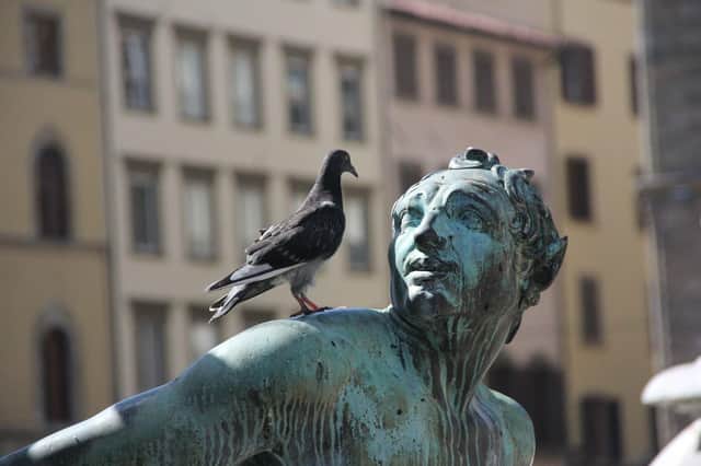 Call a professional if pigeons are a problem