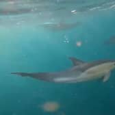 Dolphins were spotted off the coast of Sussex