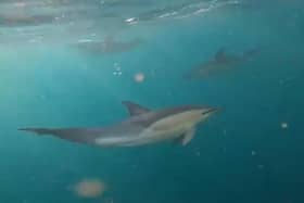 Dolphins were spotted off the coast of Sussex