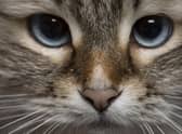 International Cat Day is on August 8