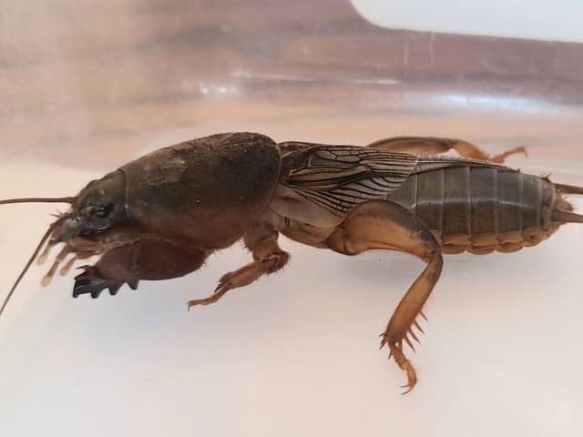Endangered species UK: List of ‘extinct’ animals recently rediscovered - with names and pictures
