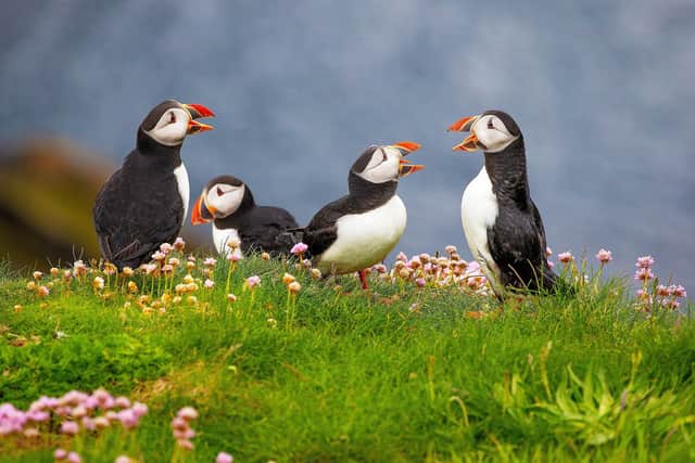 A new survey has revealed 55 per cent of people in the North East are unsure where to spot different animals.