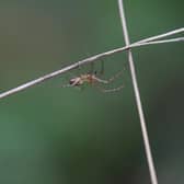 Spider Season: When are spiders most likely to enter UK homes and how can they be prevented? (Photo by Dan Kitwood/Getty Images)
