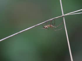 Spider Season: When are spiders most likely to enter UK homes and how can they be prevented? (Photo by Dan Kitwood/Getty Images)