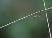 Spider Season: When are spiders most likely to enter UK homes and how can they be prevented? (Photo by Dan Kitwood/Getty Images)