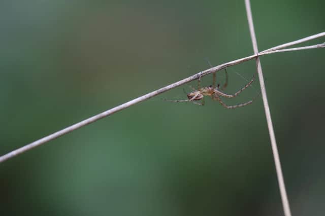 Spider Season: When are spiders most likely to enter UK homes and how can they be prevented? (Photo by Dan Kitwood/Getty Images)