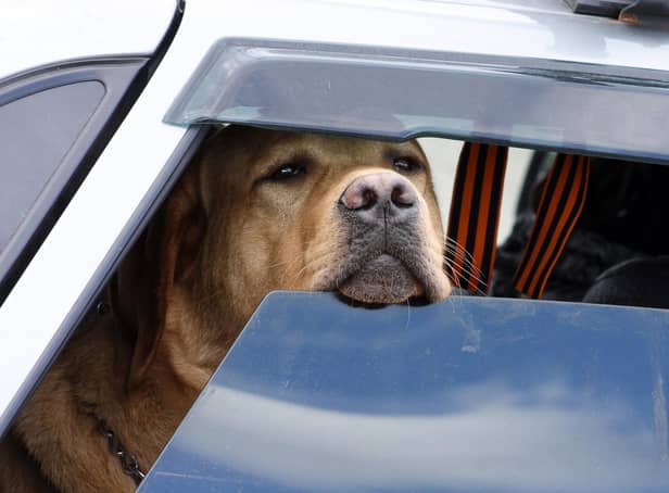 Leaving a dog in a car on a warm day can create a potentially fatal situation (photo: Adobe)