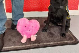 Guide dog puppy Iris