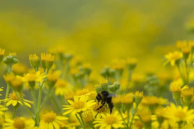 North East set for "very high" pollen count this weekend according to Met Office predictions  (Photo by Dan Kitwood/Getty Images)