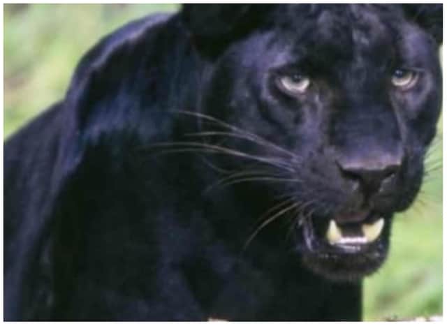 An expert says there's proof big cats are on the prowl in the UK.