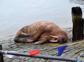 The walrus (photoL Stuart Ford)