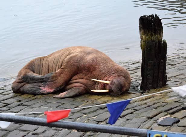 The walrus (photoL Stuart Ford)