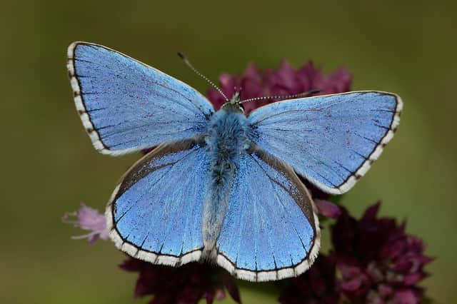 Butterfly Conservation has warned time is running out to save some of Britain’s best-loved insects (photo: Iain H Leach)