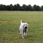 These are some of the top palces to walk your dog this Spring. (Photo by Alex Davidson/Getty Images)