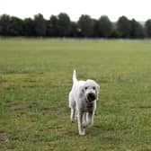 These are some of the top palces to walk your dog this Spring. Photo by Alex Davidson/Getty Images