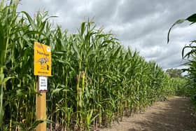 The popular Maize Maze will open at Adventure Valley on Thursday 26th July.