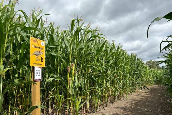The popular Maize Maze will open at Adventure Valley on Thursday 26th July.