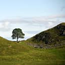 BEFORE the illegal felling - the Sycamore Gap Tree on Hadrian's Wall in Northumberland
