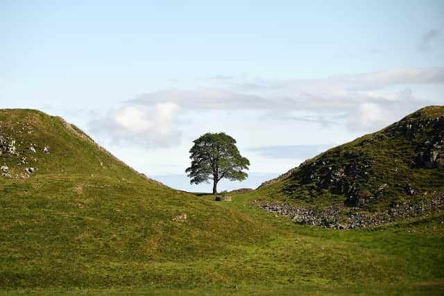 BEFORE the illegal felling - the Sycamore Gap Tree on Hadrian's Wall in Northumberland