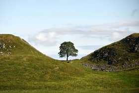 BEFORE the illegal felling - the Sycamore Gap Tree on Hadrian's Wall in Northumberland