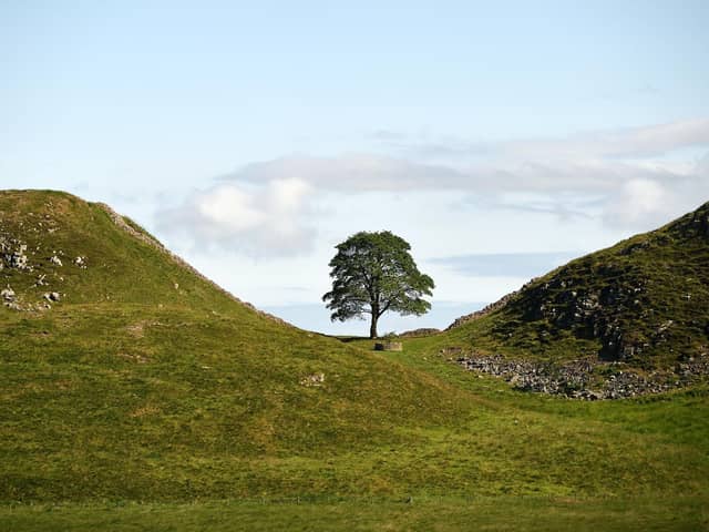 BEFORE the illegal felling - the Sycamore Gap Tree on Hadrian's Wall in Northumberland
